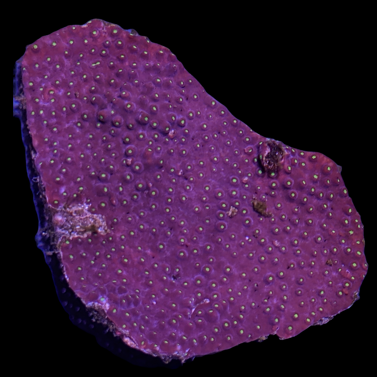 Cyphastrea Colony (Collection Only)