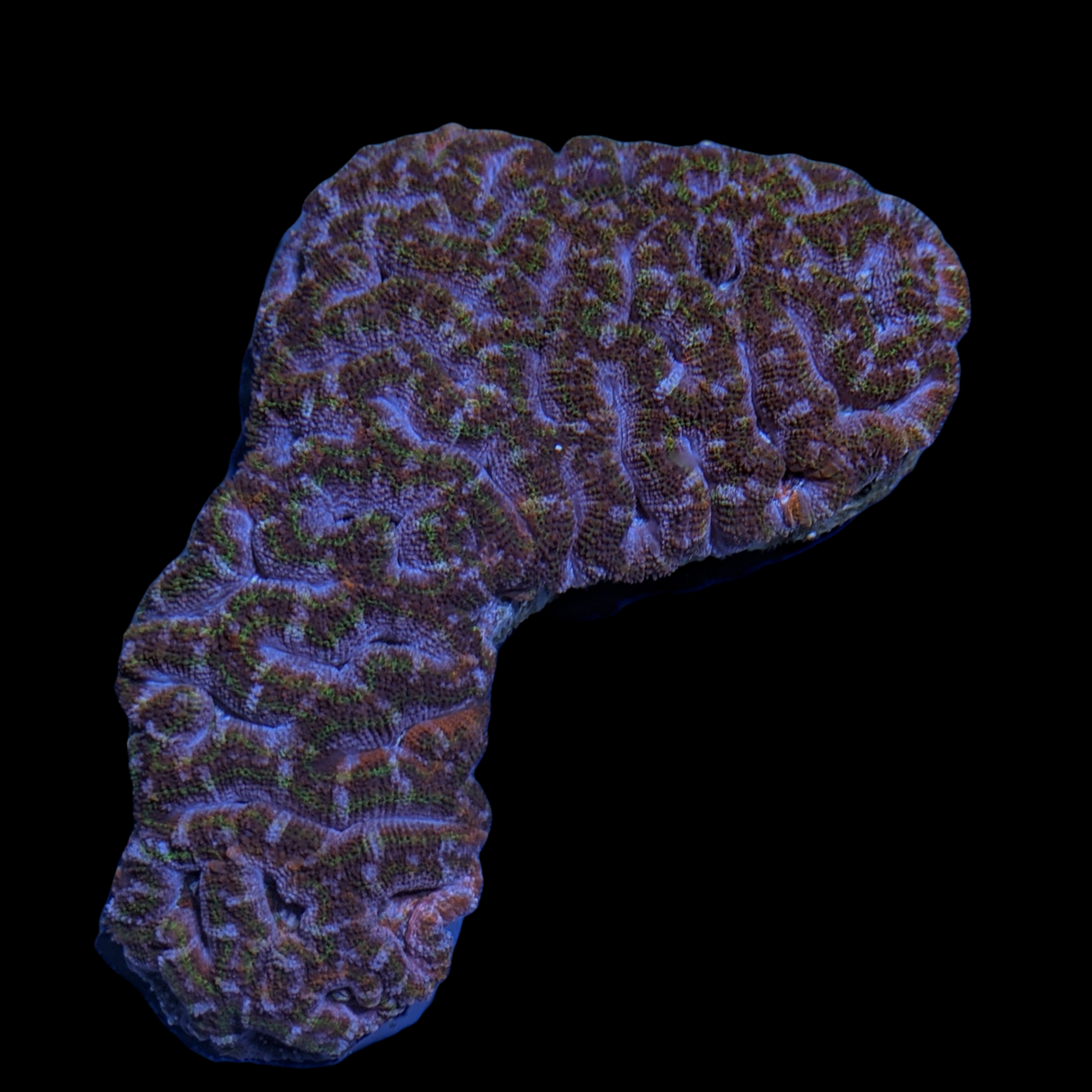 Acanthastrea Lordhowensi Colony