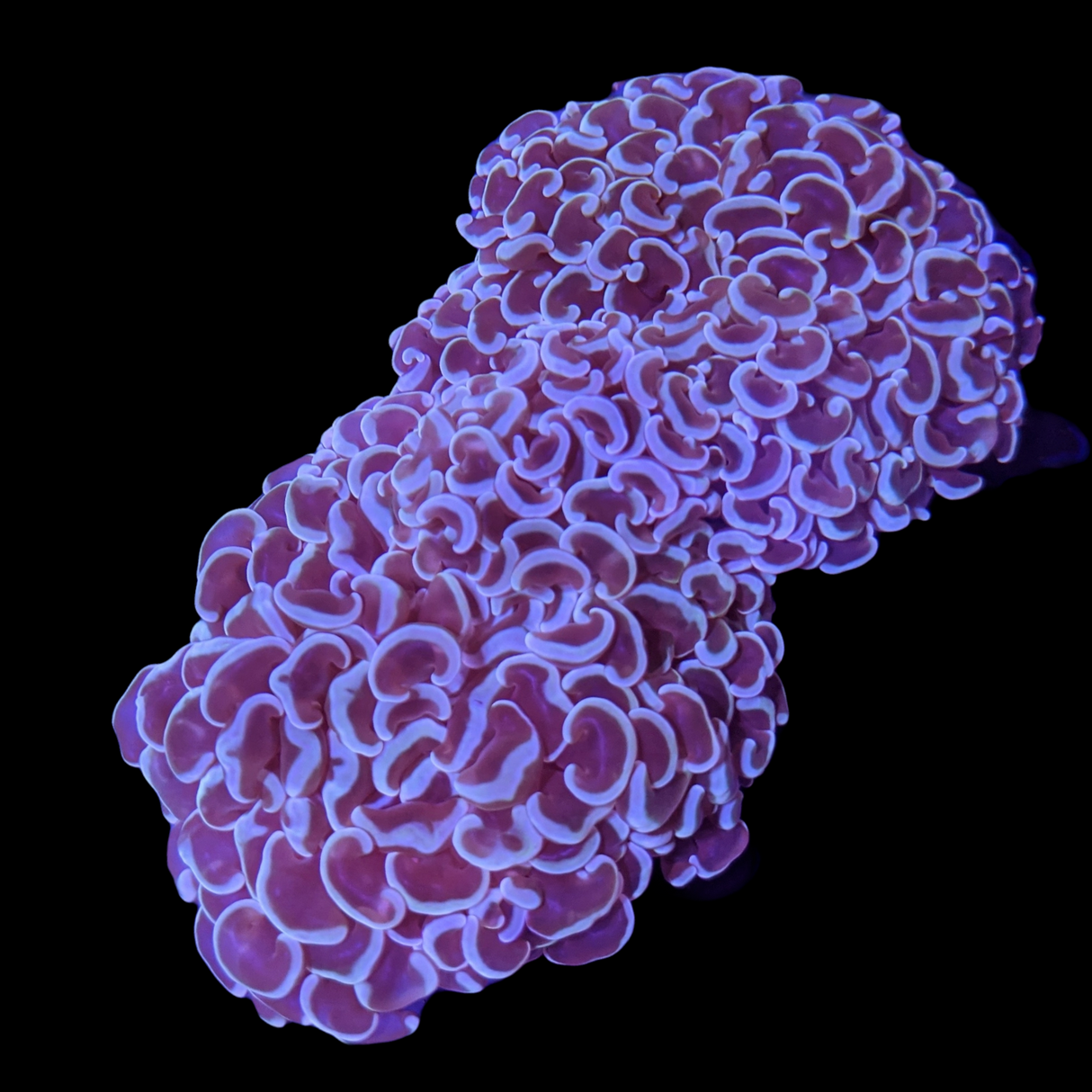 Wall Hammer Euphyllia Ancora Large (Collection Only)