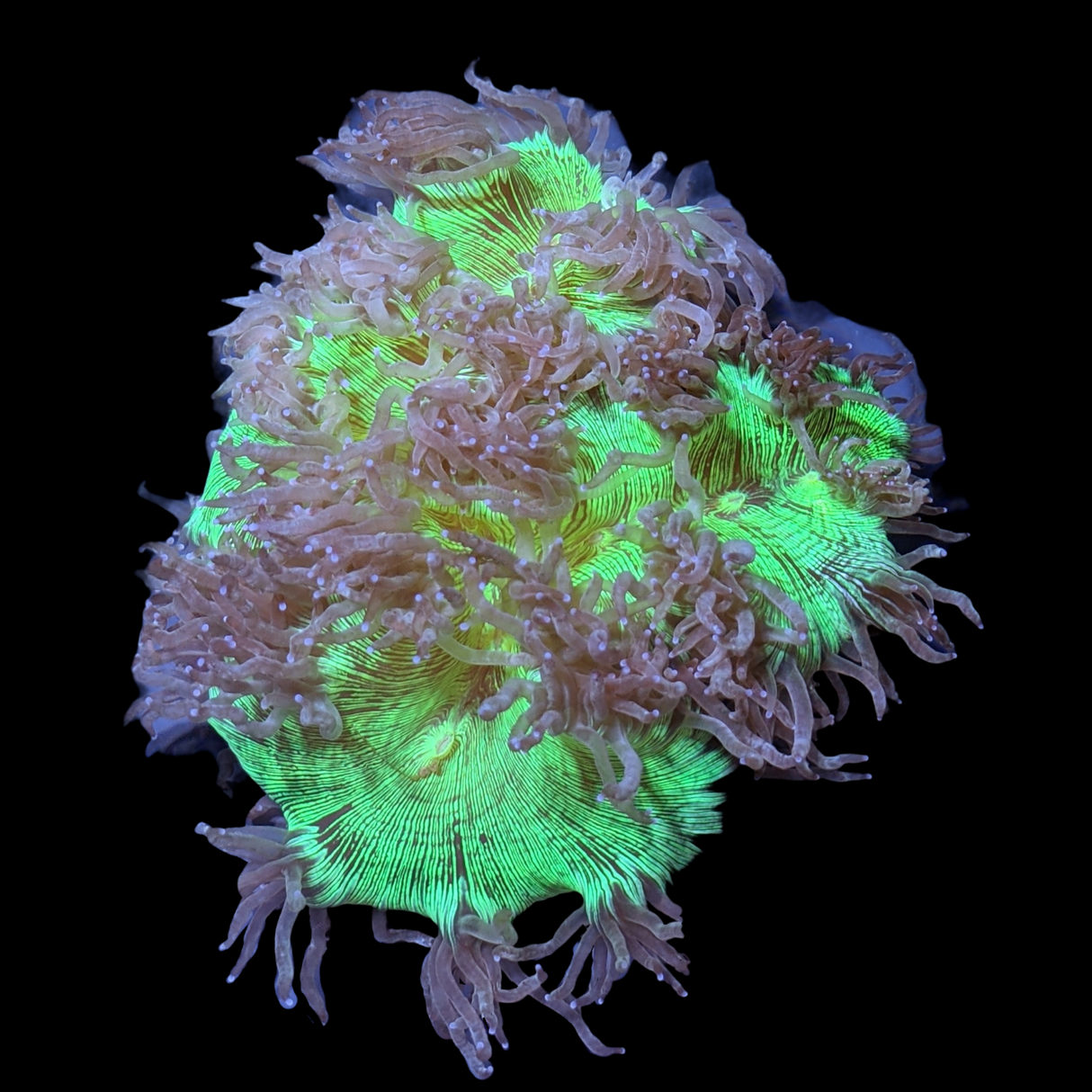 Super Saturday Catalaphyllia Jardinei Large (Collection Only)