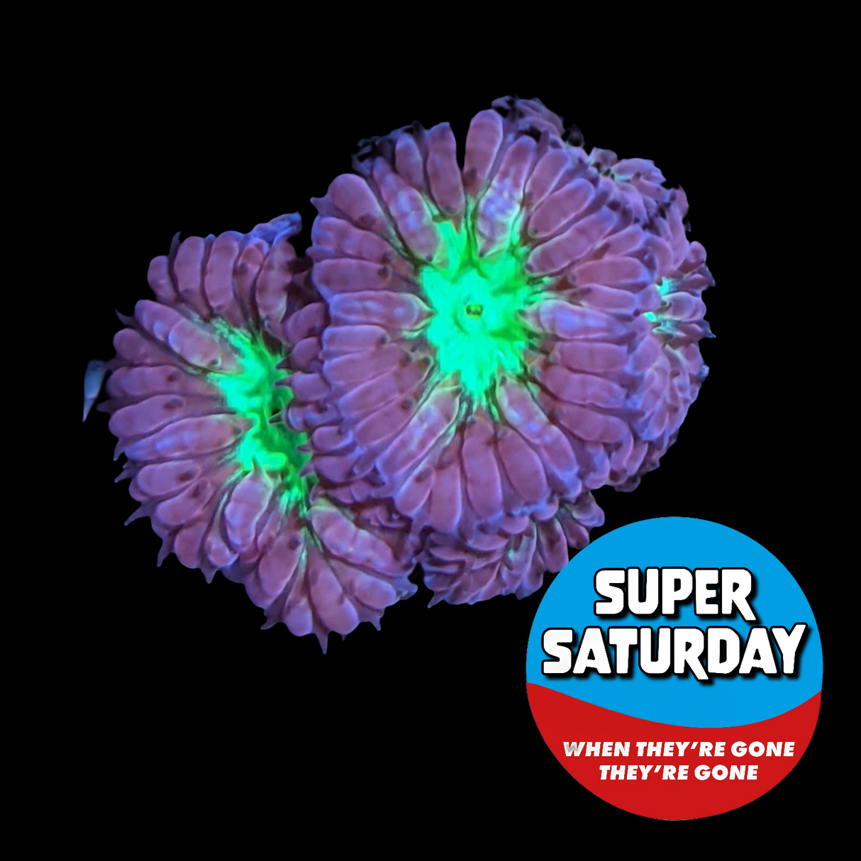 Super Saturday 10 Head Red & Green Blastomussa