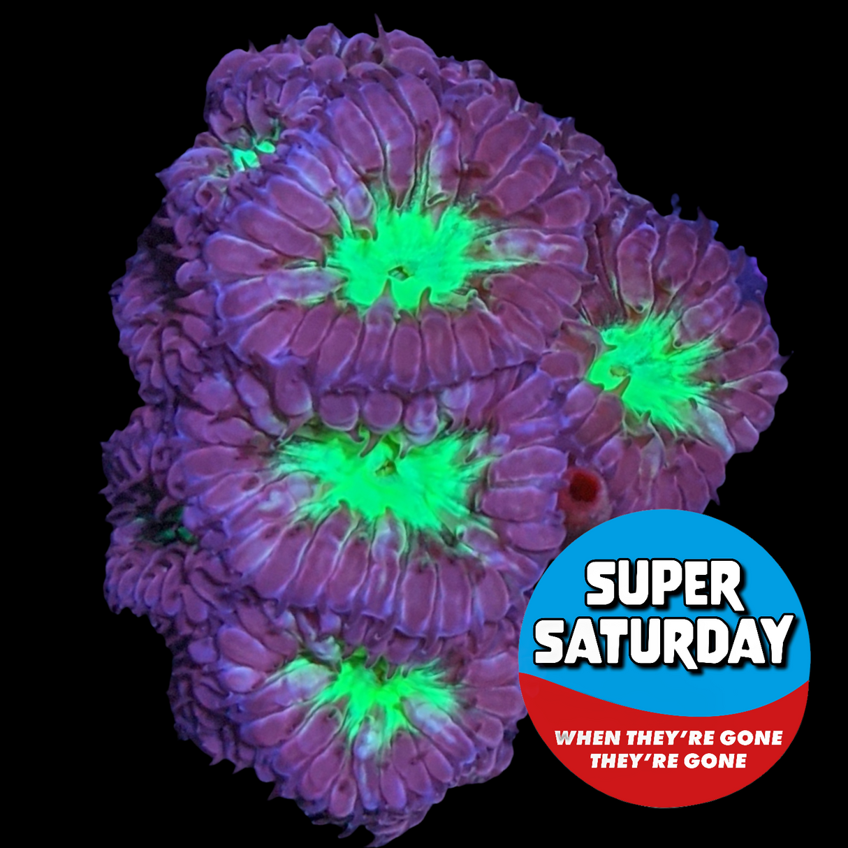 Super Saturday 16 Head Red & Green Blastomussa