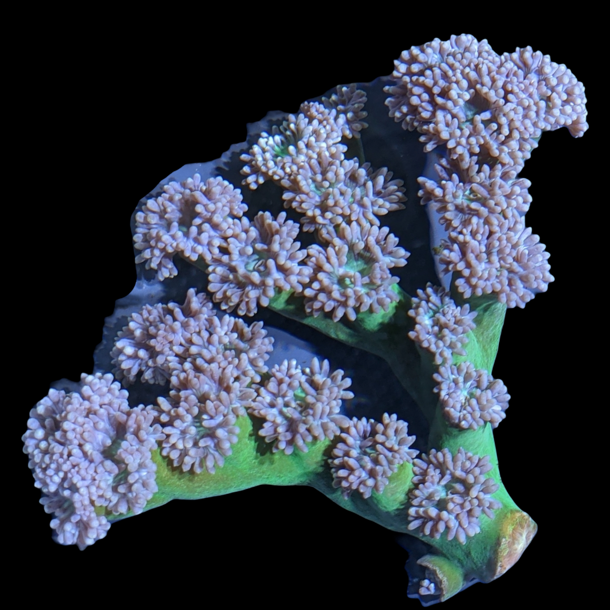 20+ Heads Green Stem Duncan Colony