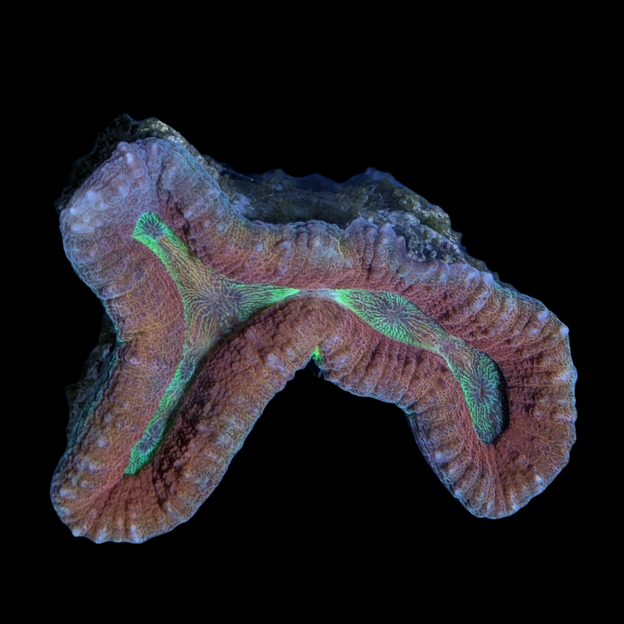 Lobophyllia (collection Only)