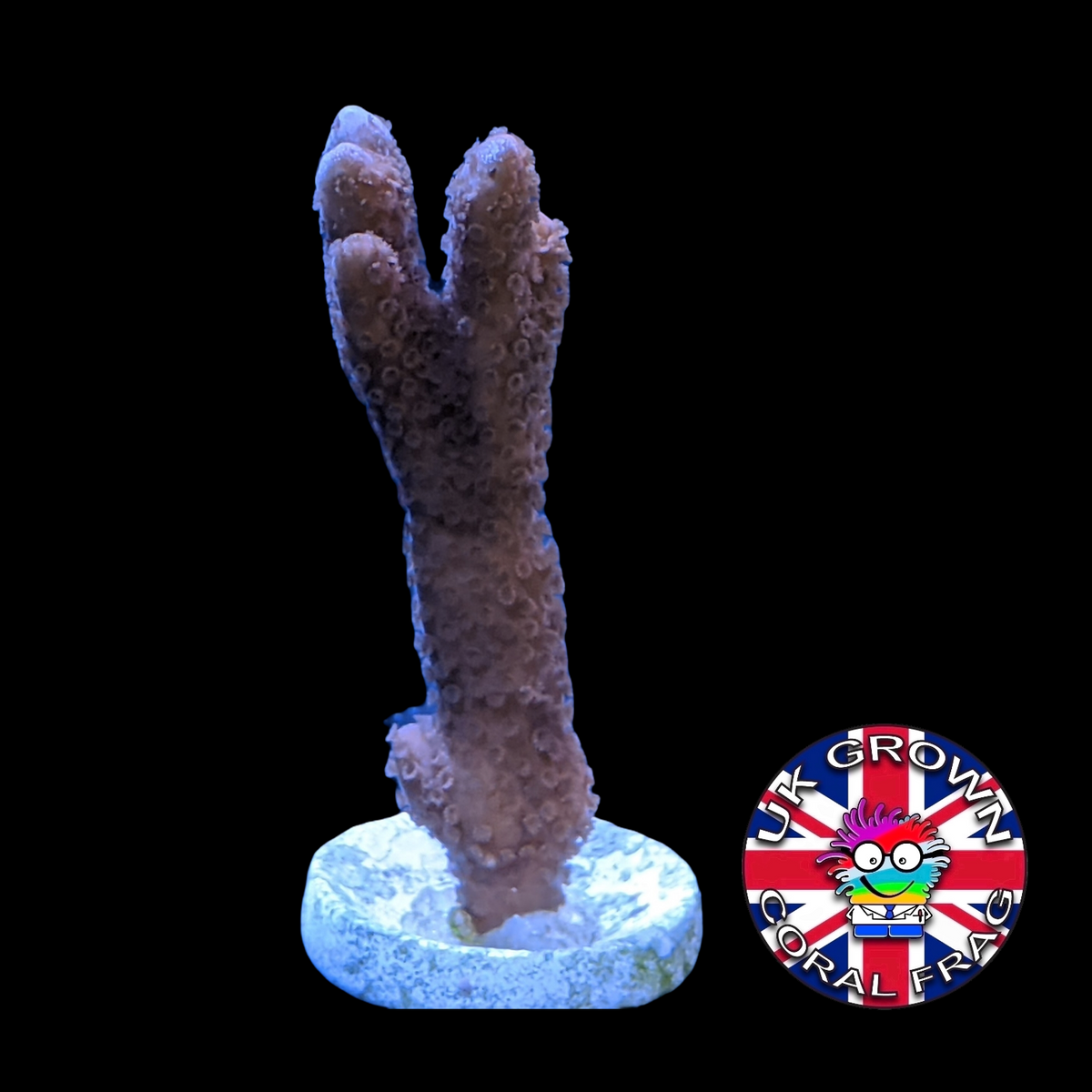 Montipora digitata (UK Grown)