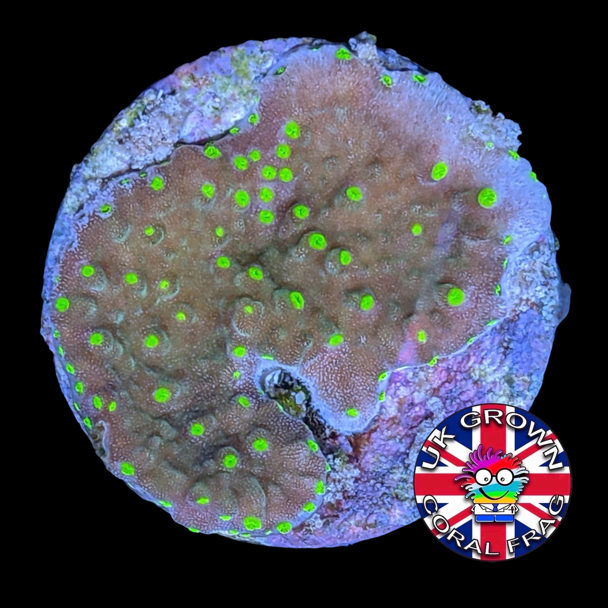 Hirsuta Montipora (UK Grown)
