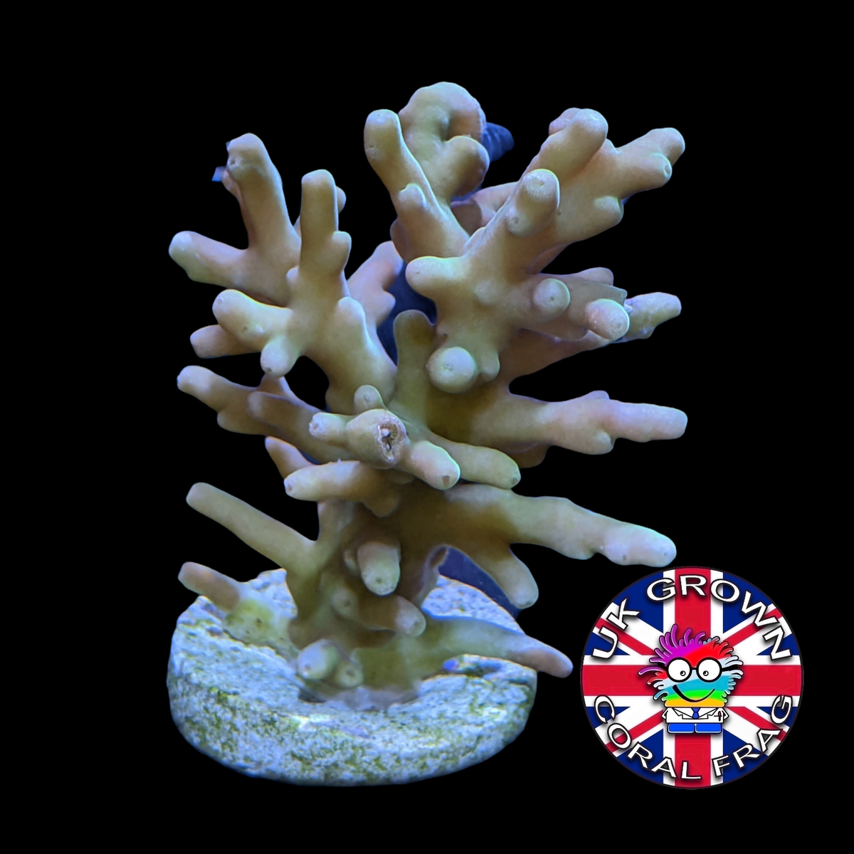 Acropora Frag (UK Grown)