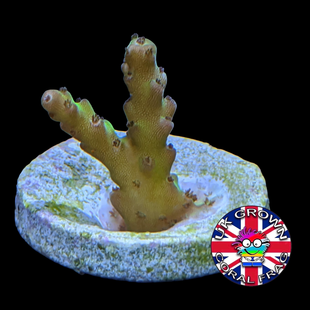 Acropora Frag (UK Grown)