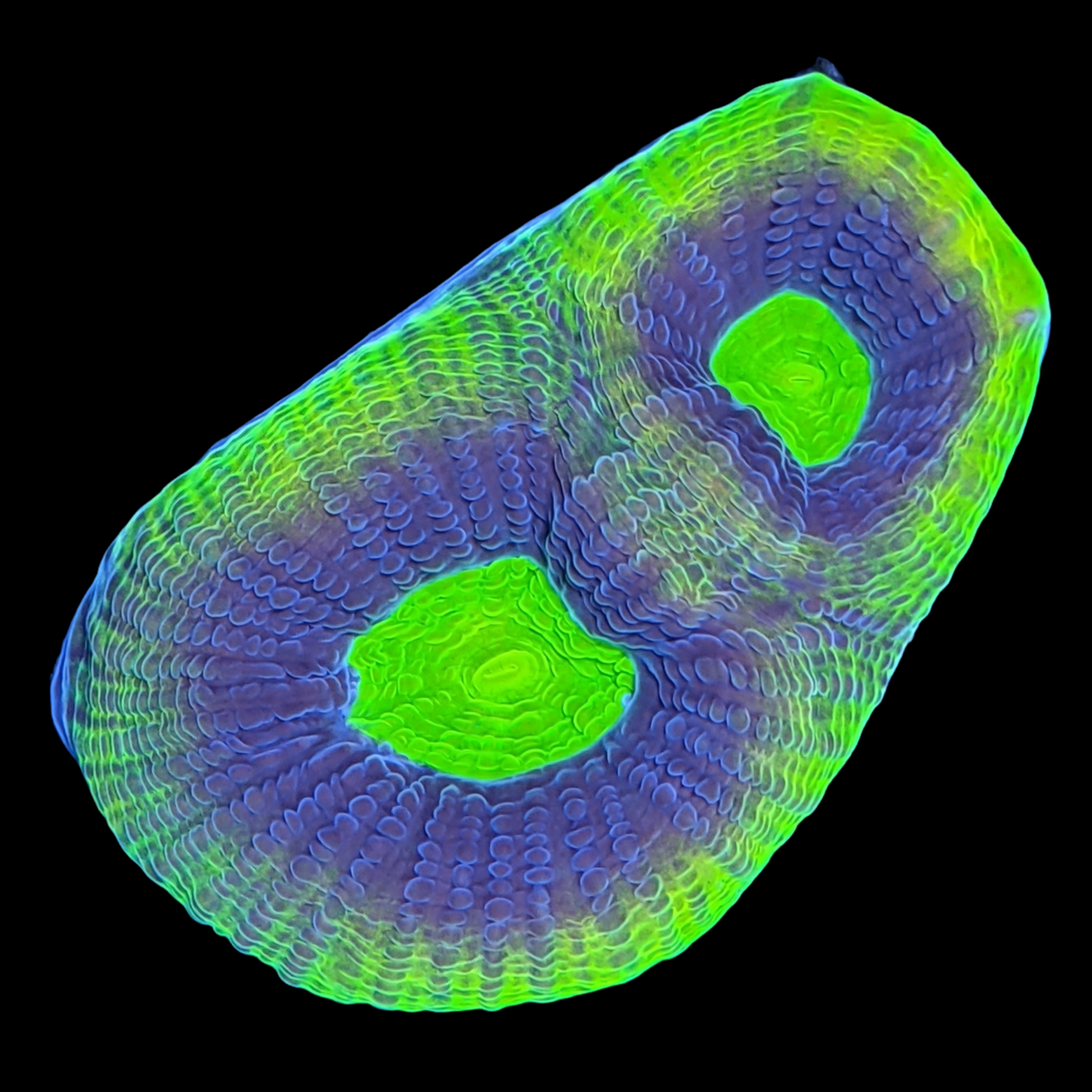 Dragon Soul Goniastrea