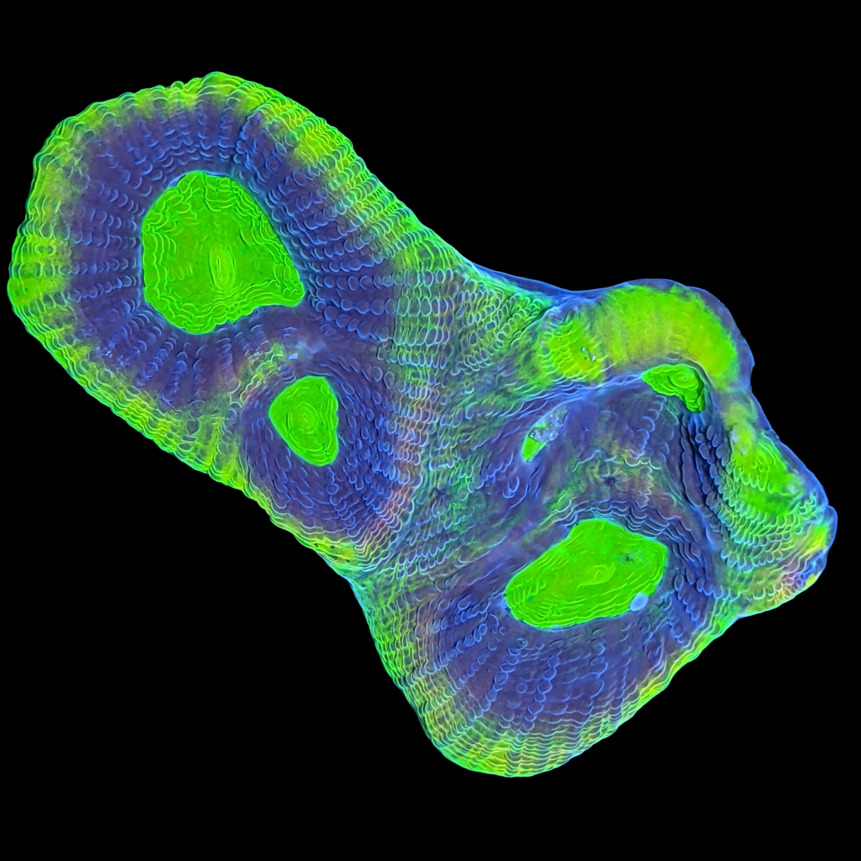 Dragon Soul Goniastrea