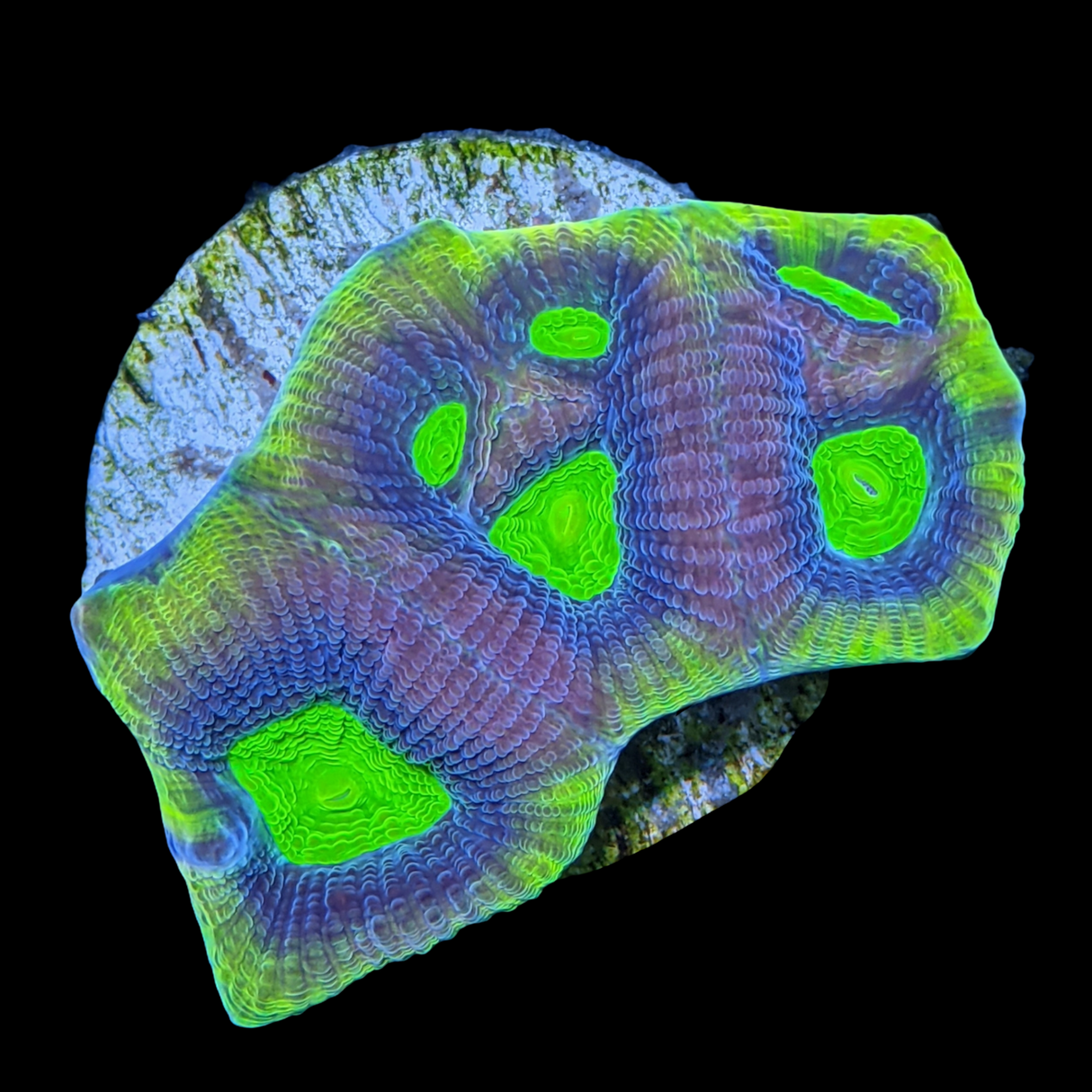 Dragon Soul Goniastrea