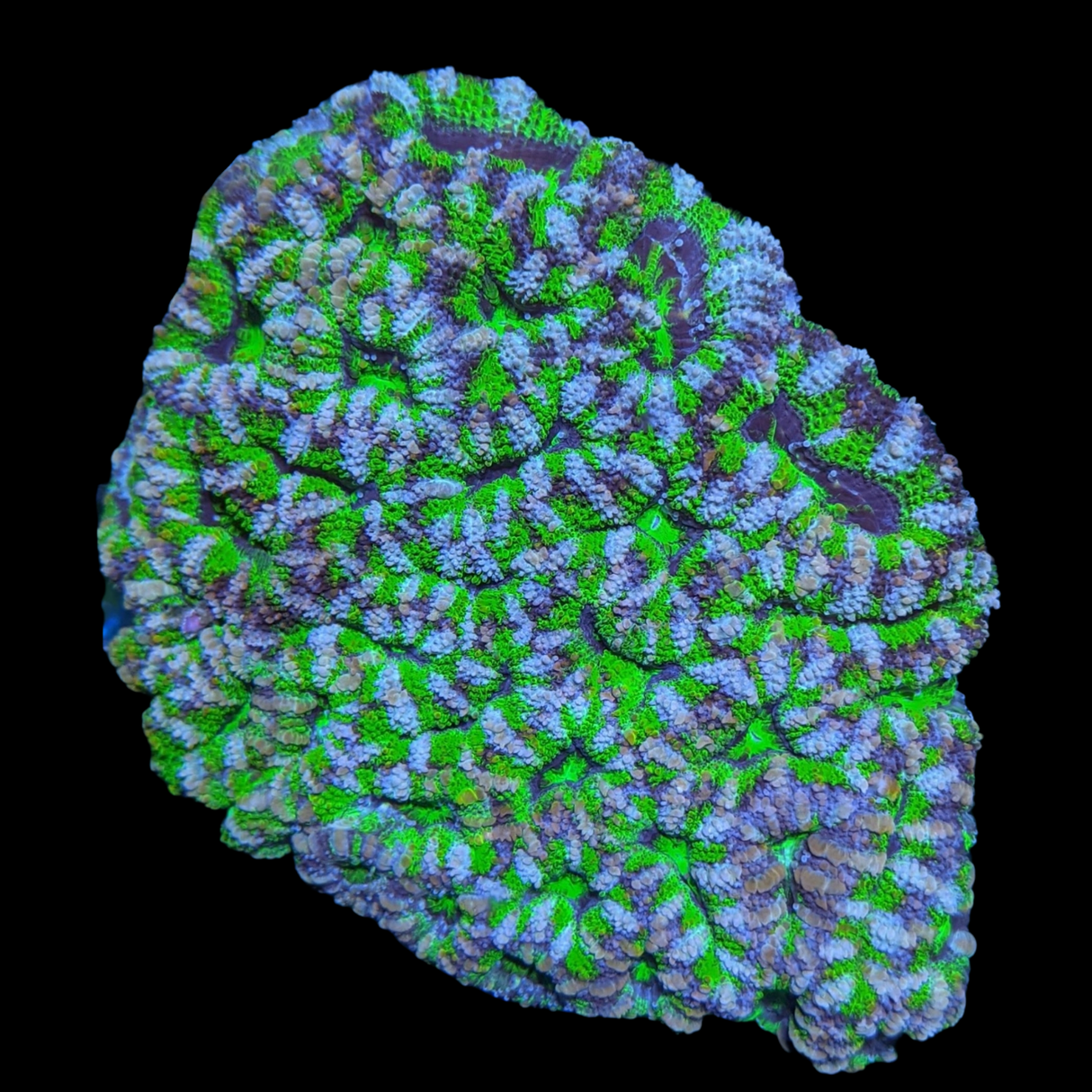 Acanthastrea Lordhowensi Colony