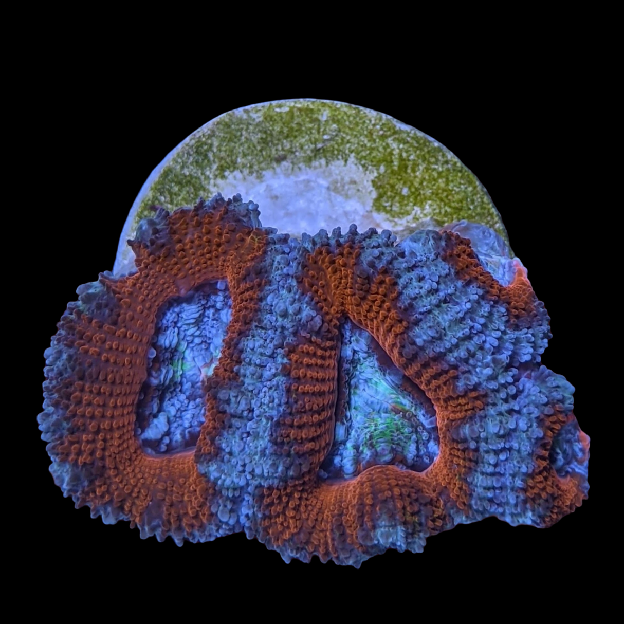 Acanthastrea Lordhowensi