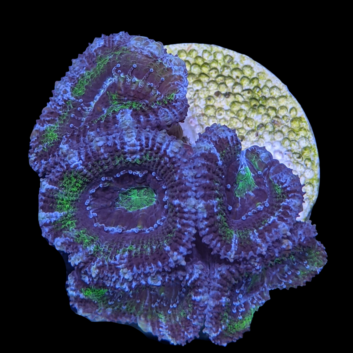 Acanthastrea Lordhowensi