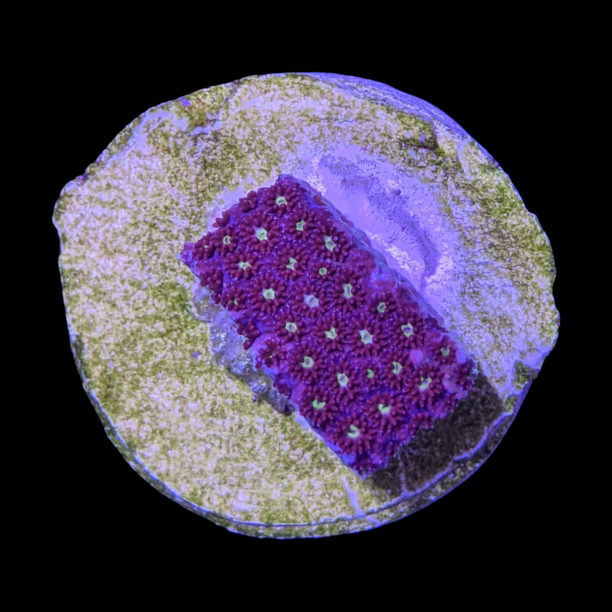 Burning Amber Goniopora