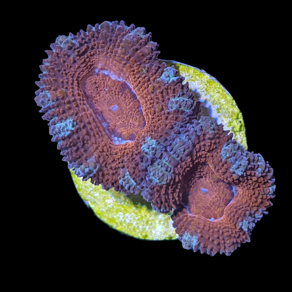 Acanthastrea Lordhowensi