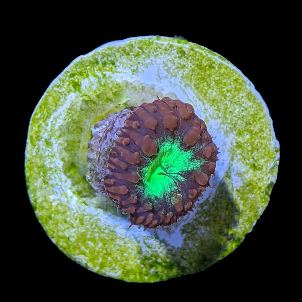 1 Head Red & Green Blastomussa