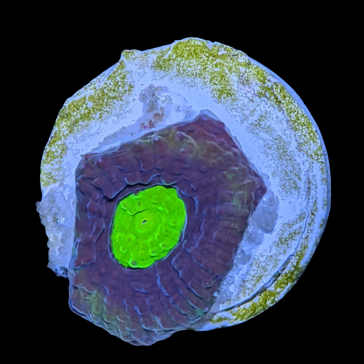 Dragon Soul Goniastrea