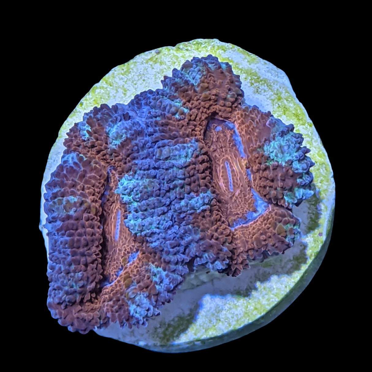 Acanthastrea Lordhowensi