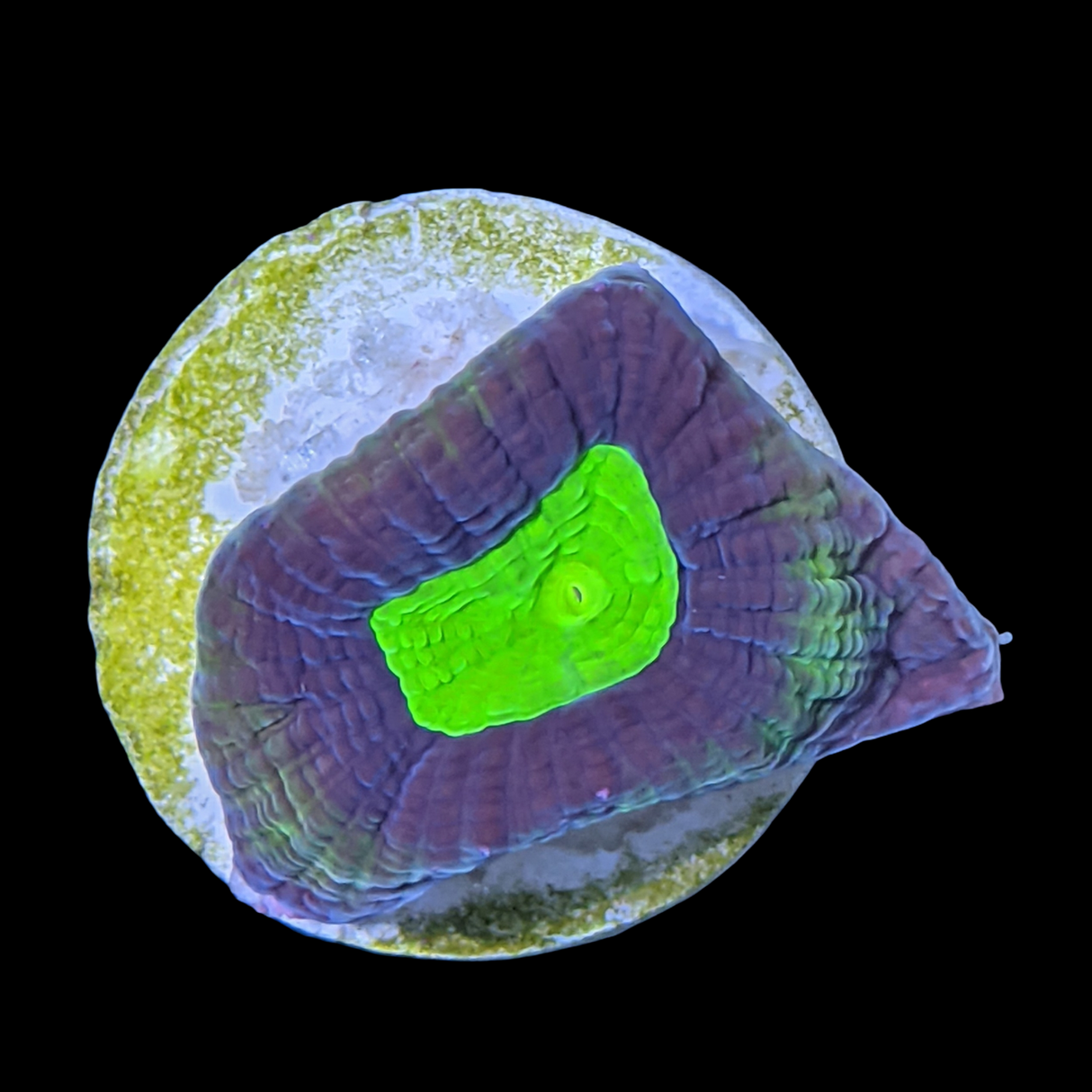 Dragon Soul Goniastrea