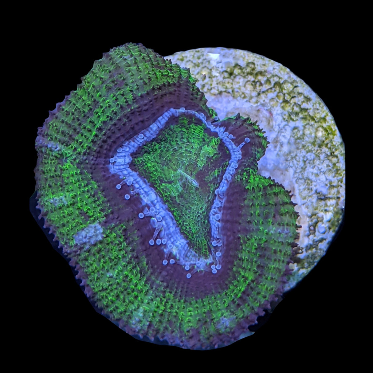 Acanthastrea Lordhowensi