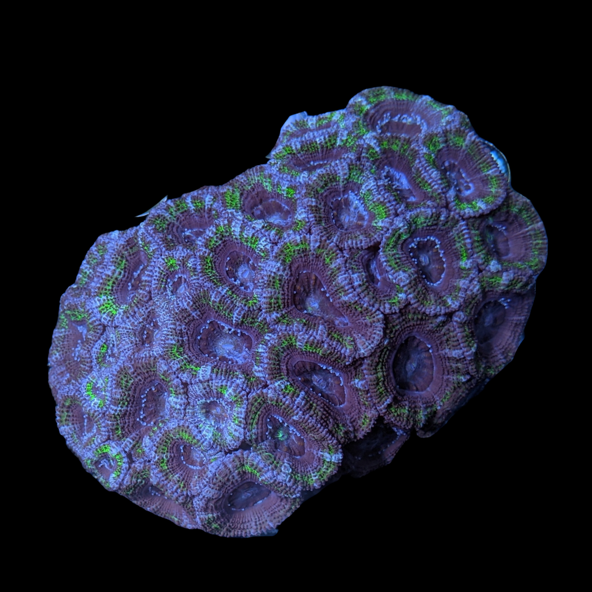 Acanthastrea Lordhowensi Colony