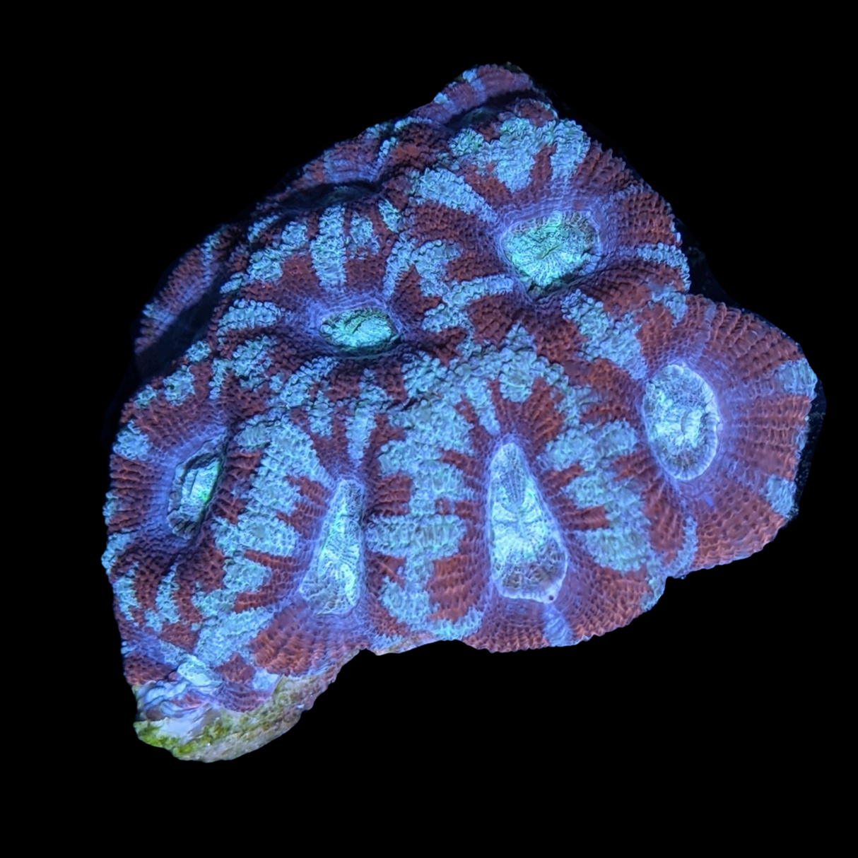 Acanthastrea Lordhowensi
