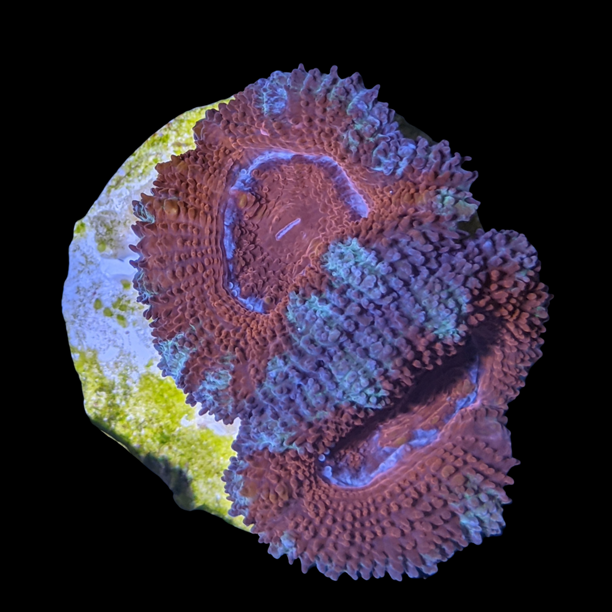 Acanthastrea Lordhowensi