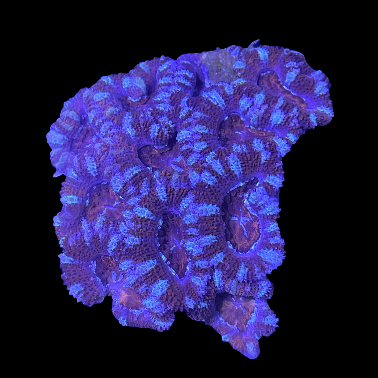 Acanthastrea Lordhowensi