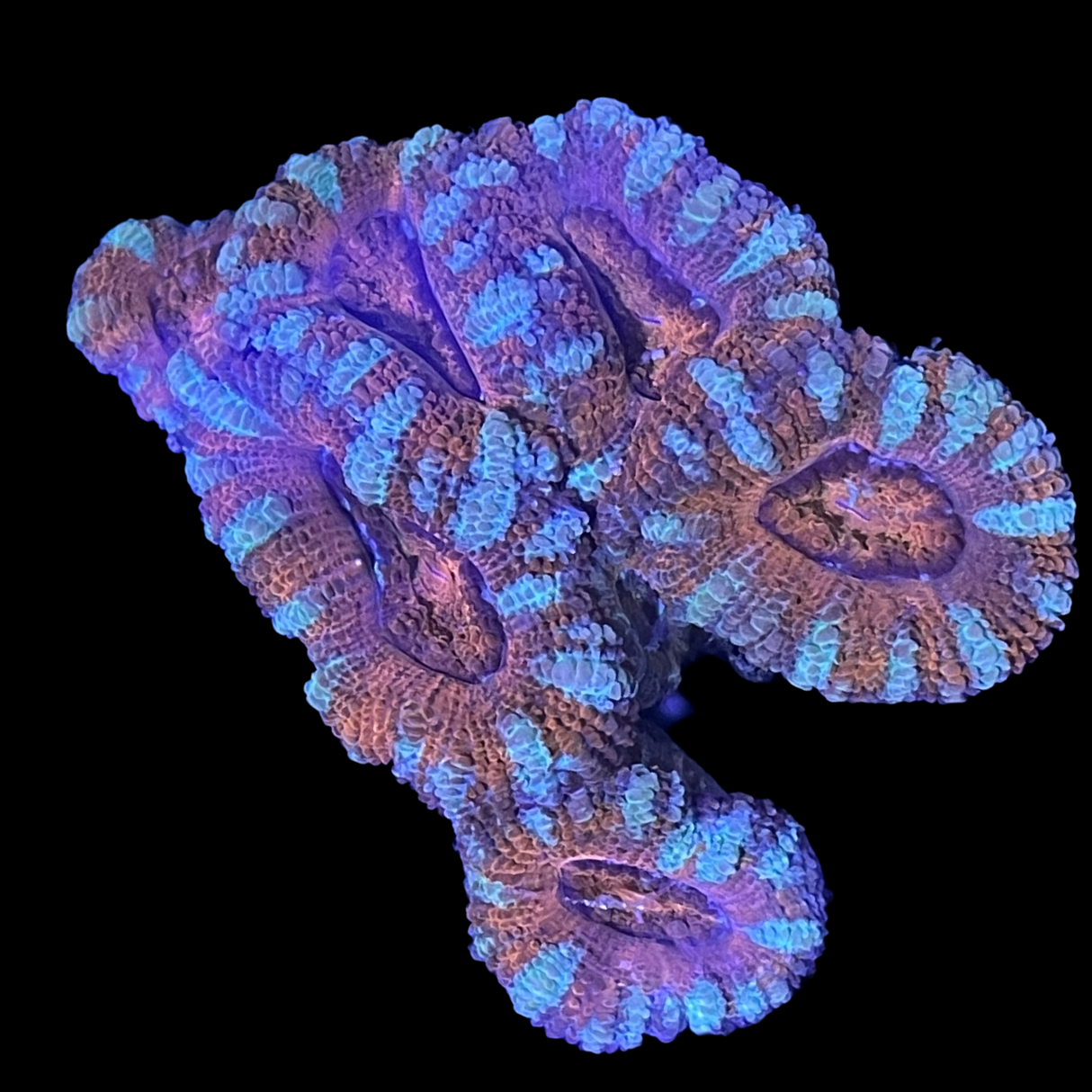 Acanthastrea Lordhowensi