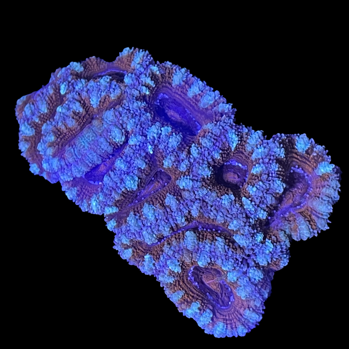 Acanthastrea Lordhowensi