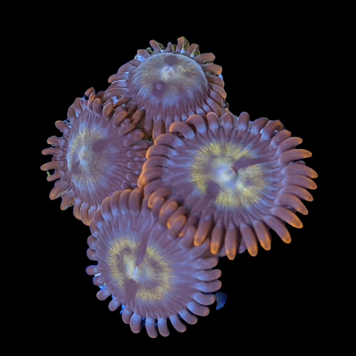 Chocolate Orange Zoa Frag (UK Grown)