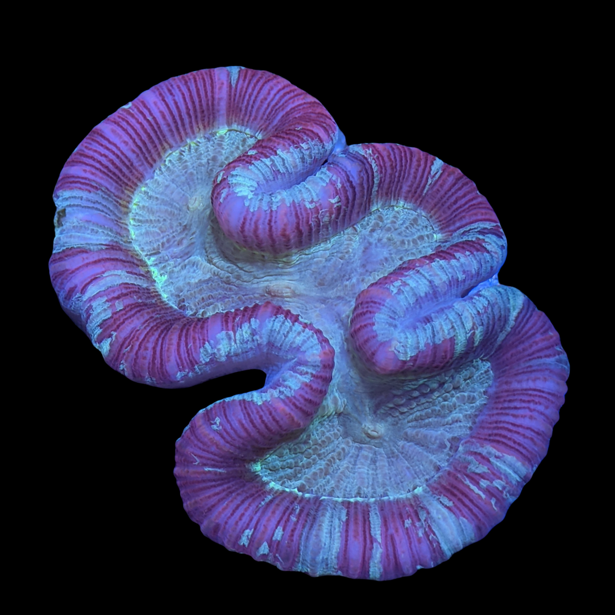 Trachyphyllia (Collection Only)