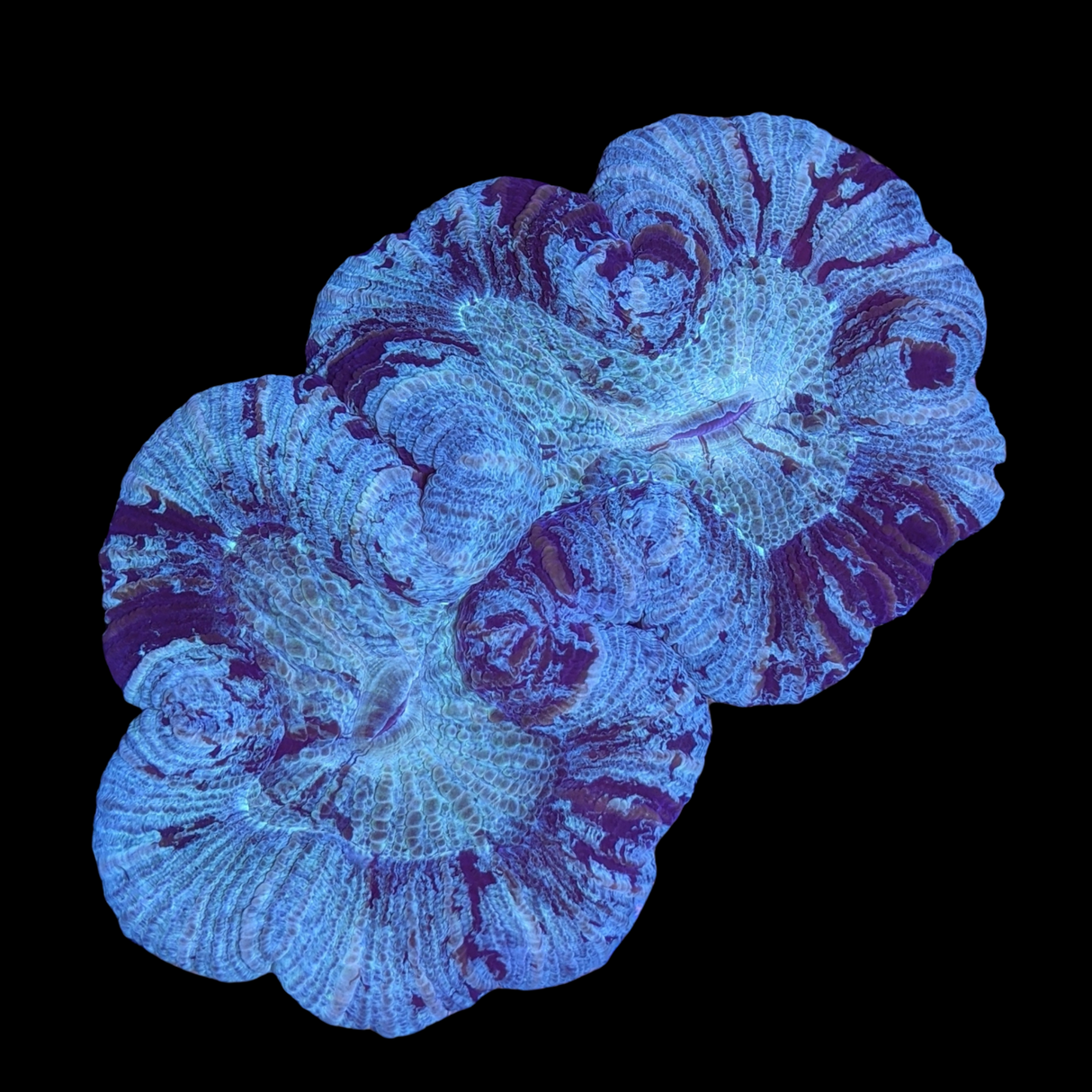 Trachyphyllia (Collection Only)