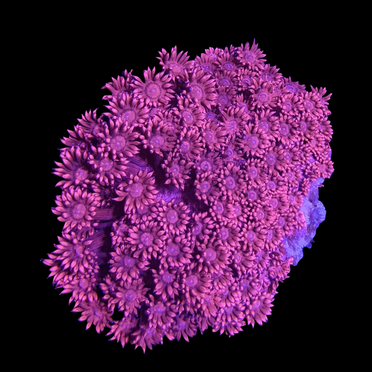 Red Goniopora (collection Only)