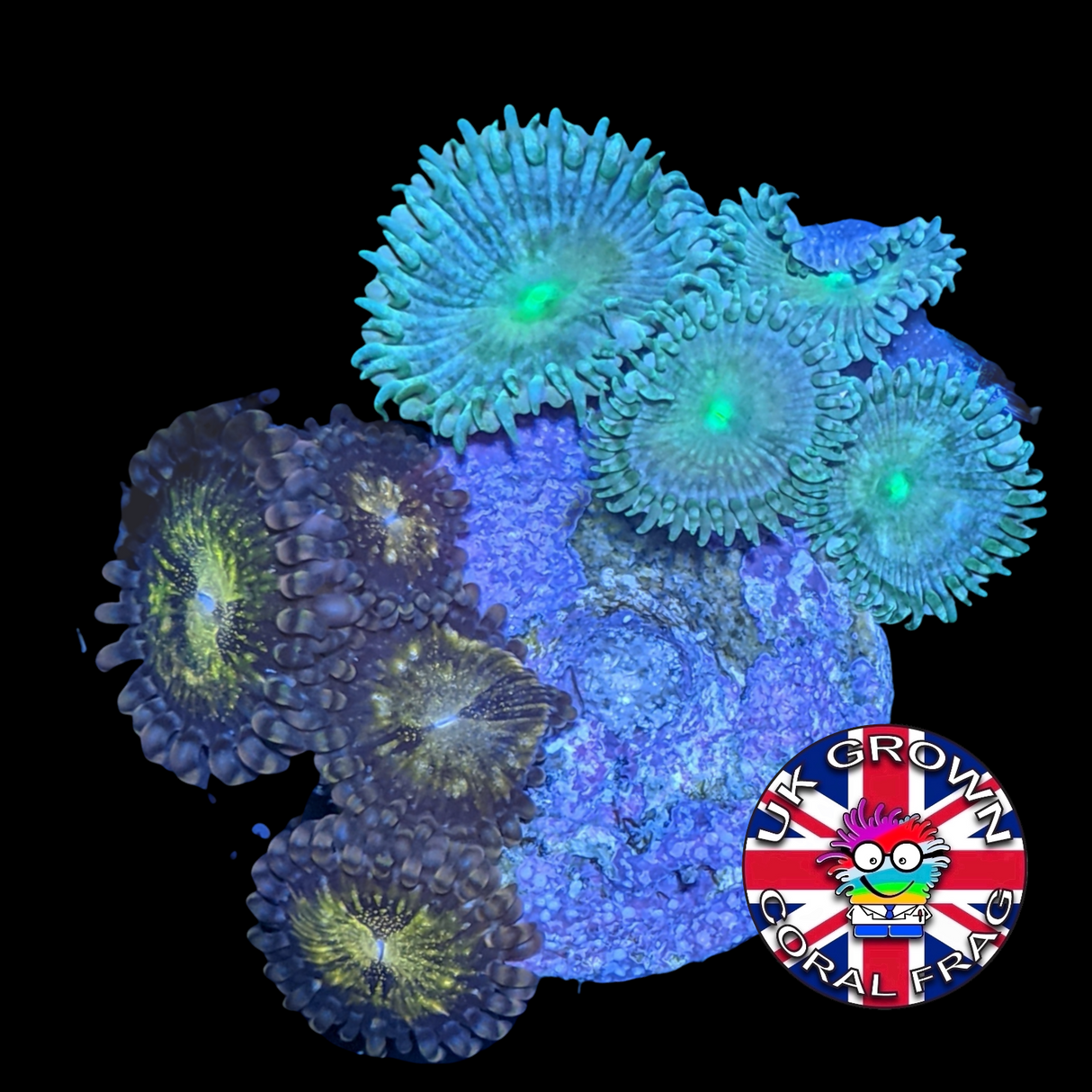 Mixed Zoa Frag (UK Grown)