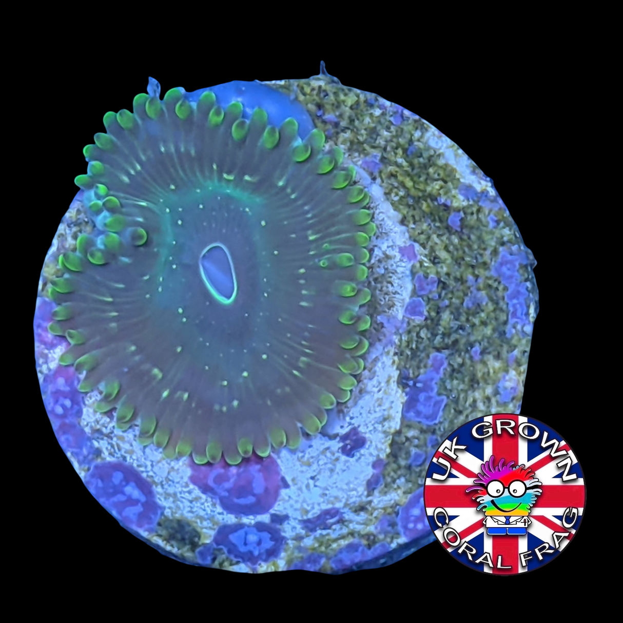 Green spotted People Eater Zoa Frag (UK Grown)