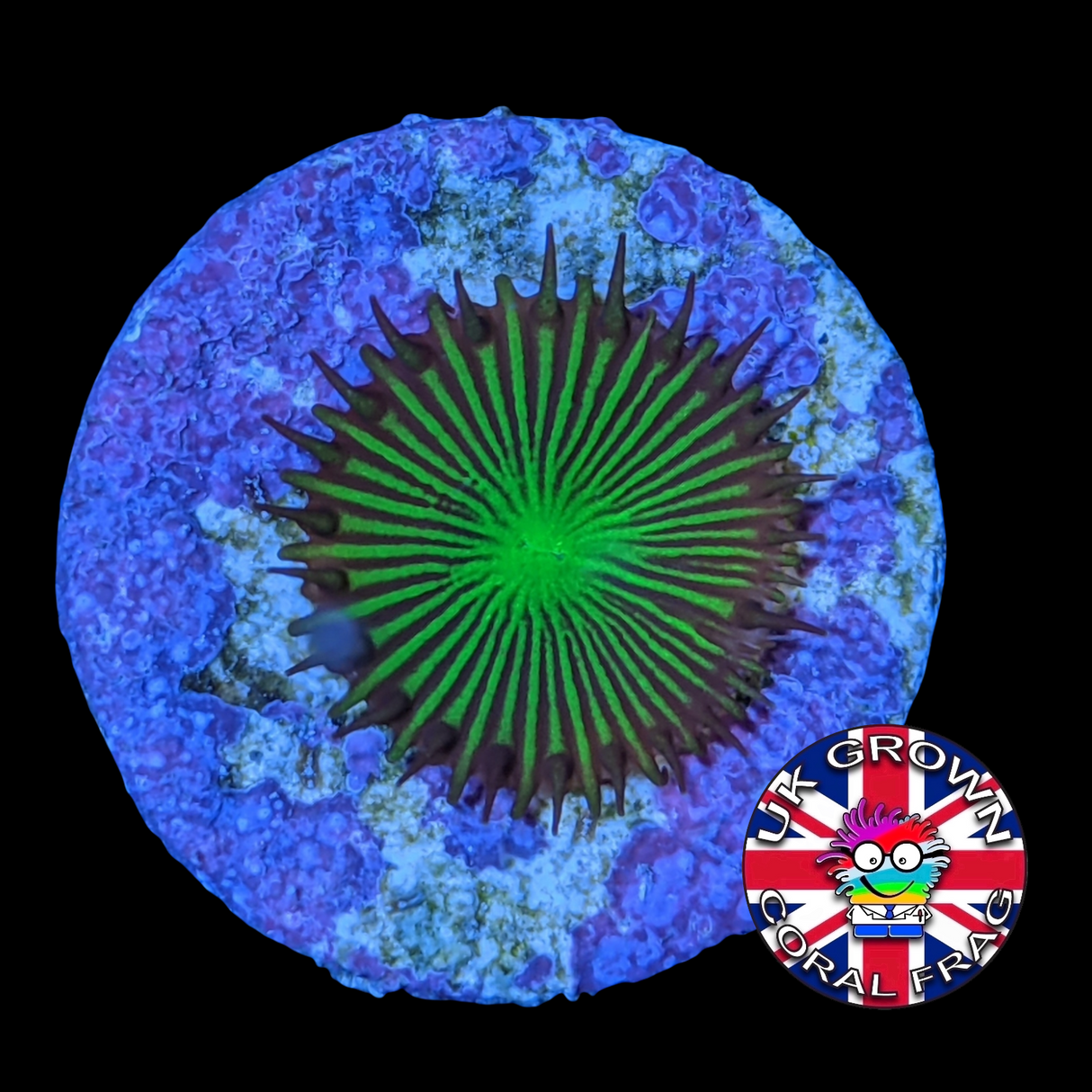 Green Paly Zoa Frag (UK Grown)