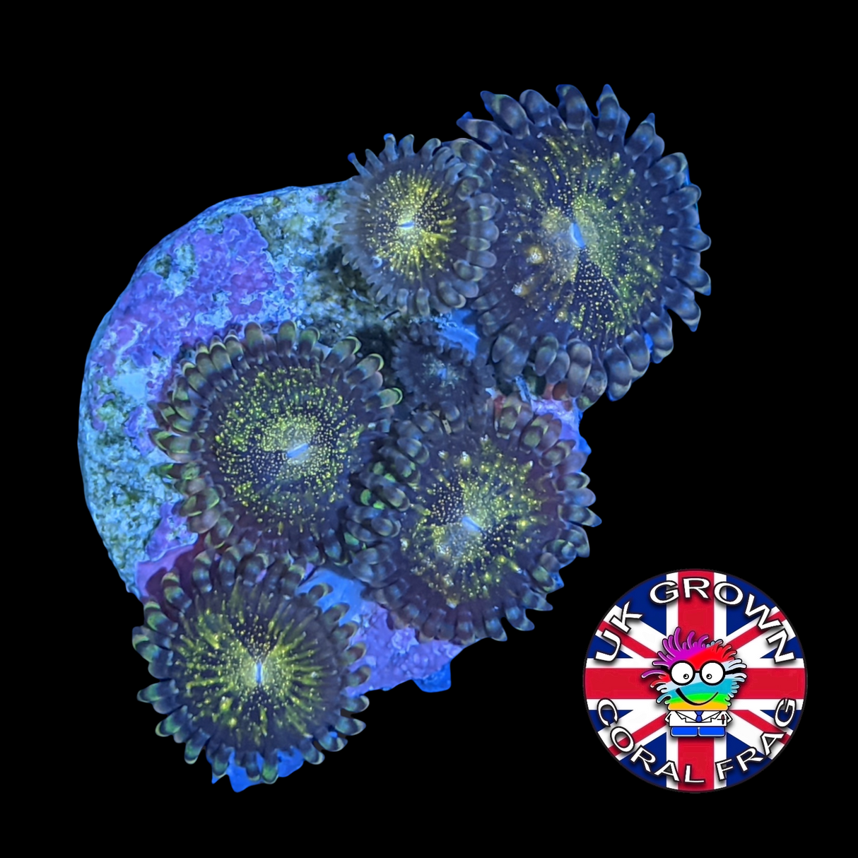 Reverse Space Monster Zoa Frag (UK Grown)
