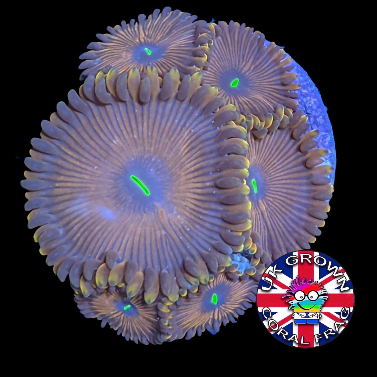 Red People Eater Zoa Frag (UK Grown)