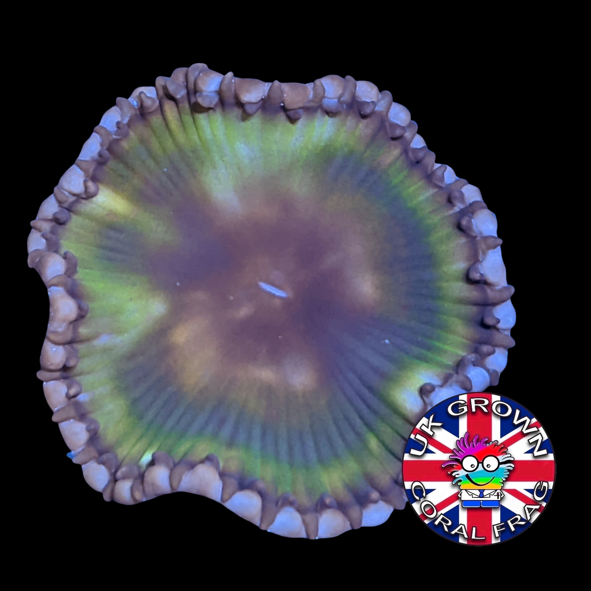 Grandis Paly Zoa Frag (UK Grown)