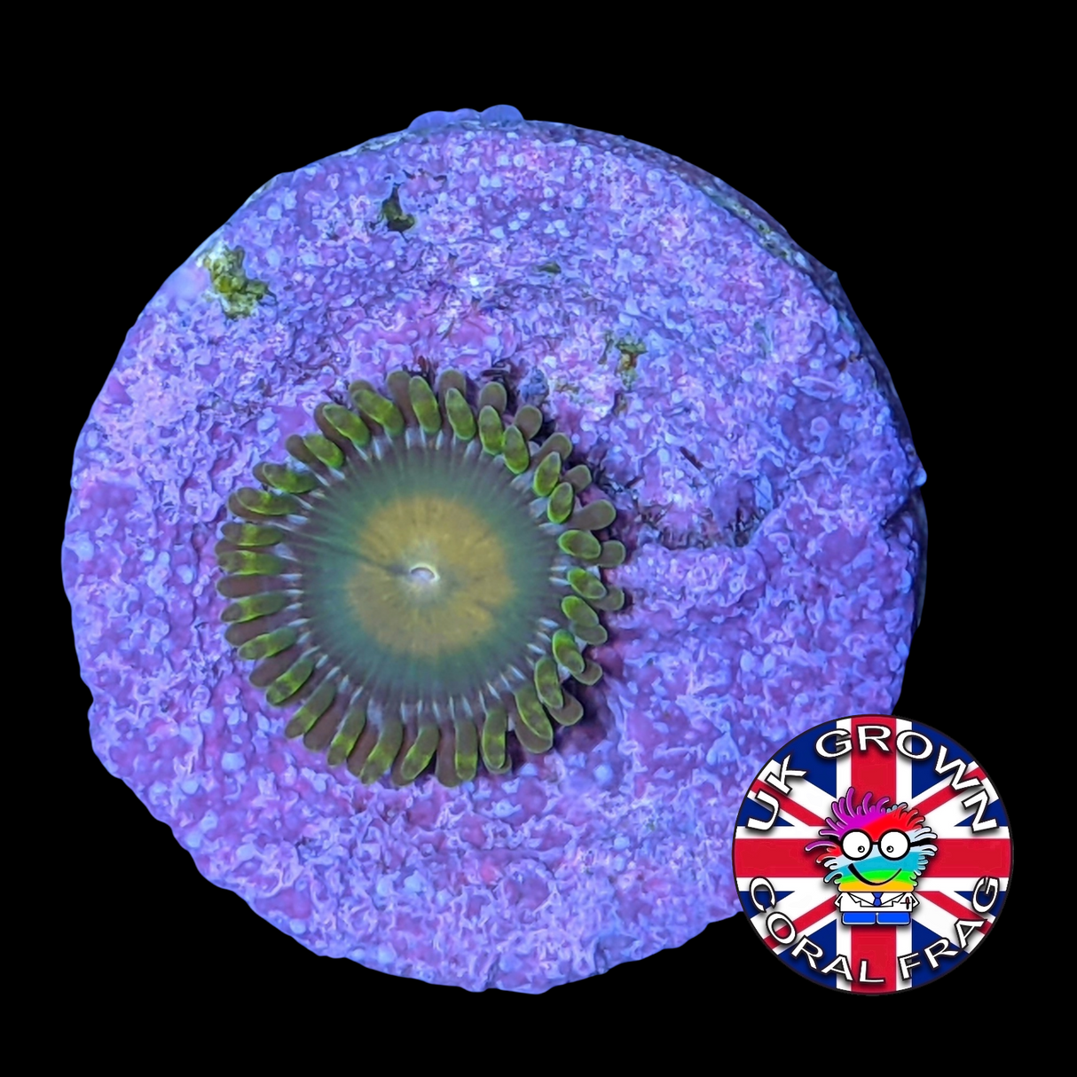 John Deere Zoa Frag (UK Grown)