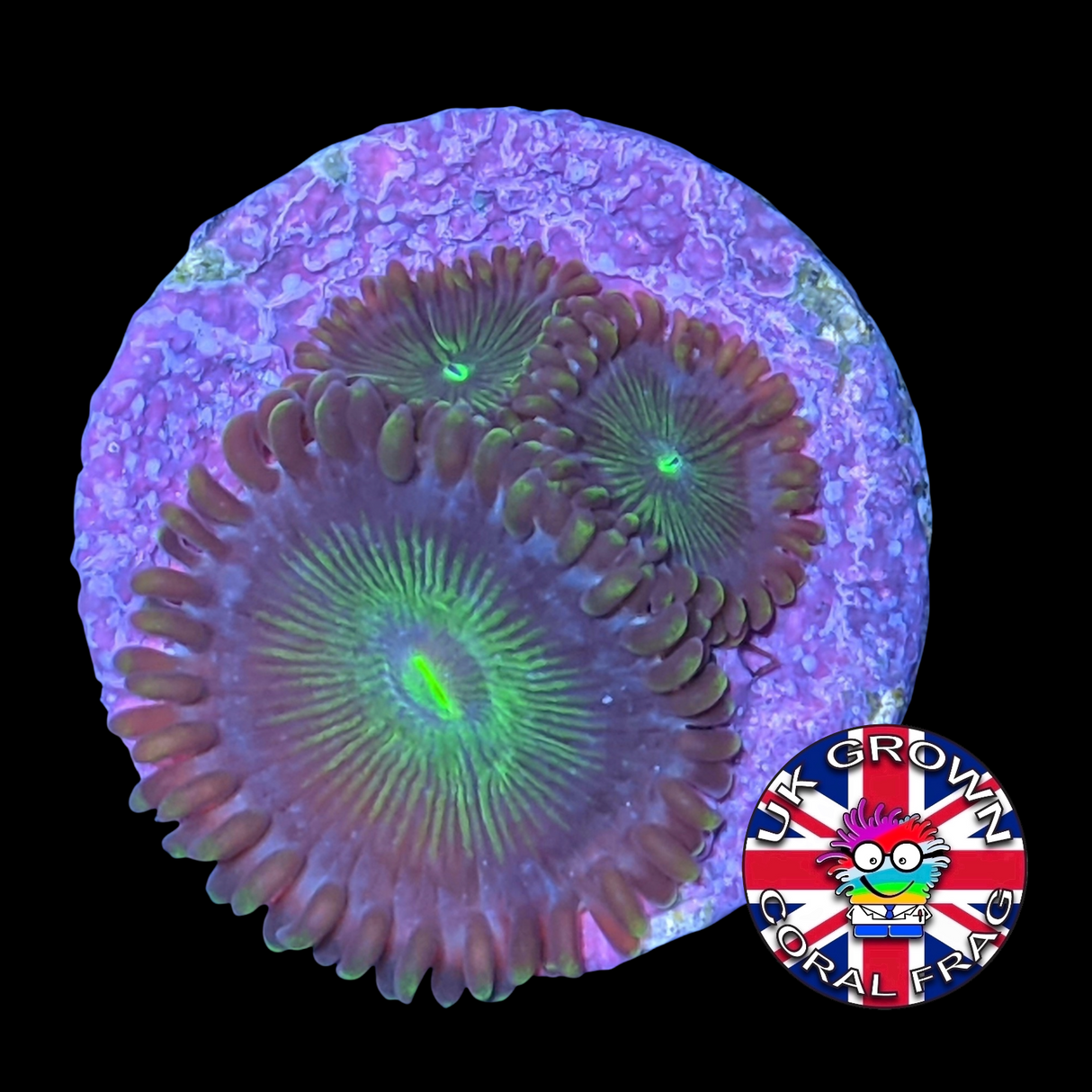 Green People Eater Zoa Frag (UK Grown)