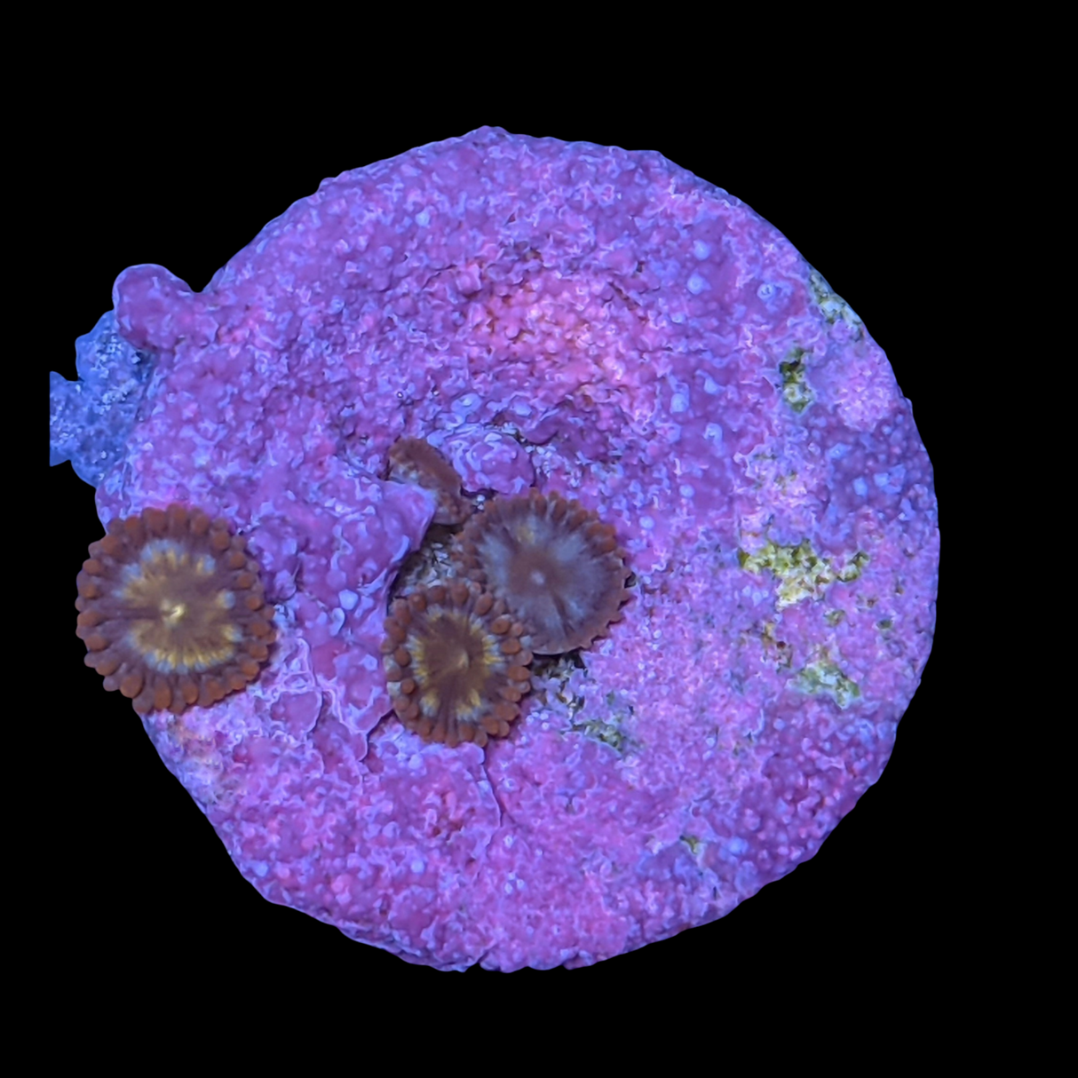 Chocolate Orange Zoa Frag