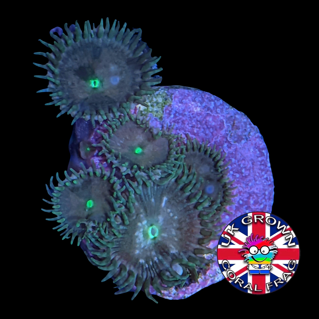 Green paly Zoa Frag (UK Grown)