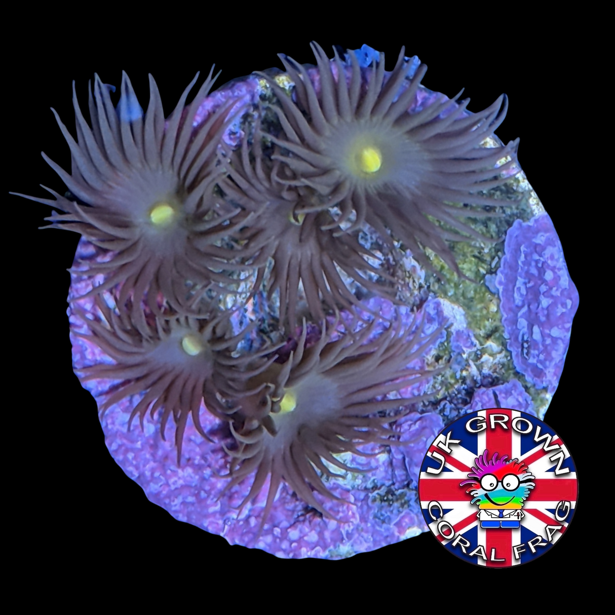 Yellow Polyps Zoa Frag (UK Grown)