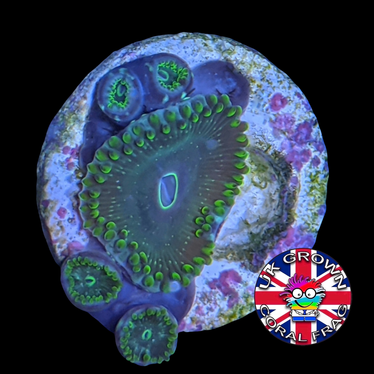 Green People Eater Zoa Frag (UK Grown)