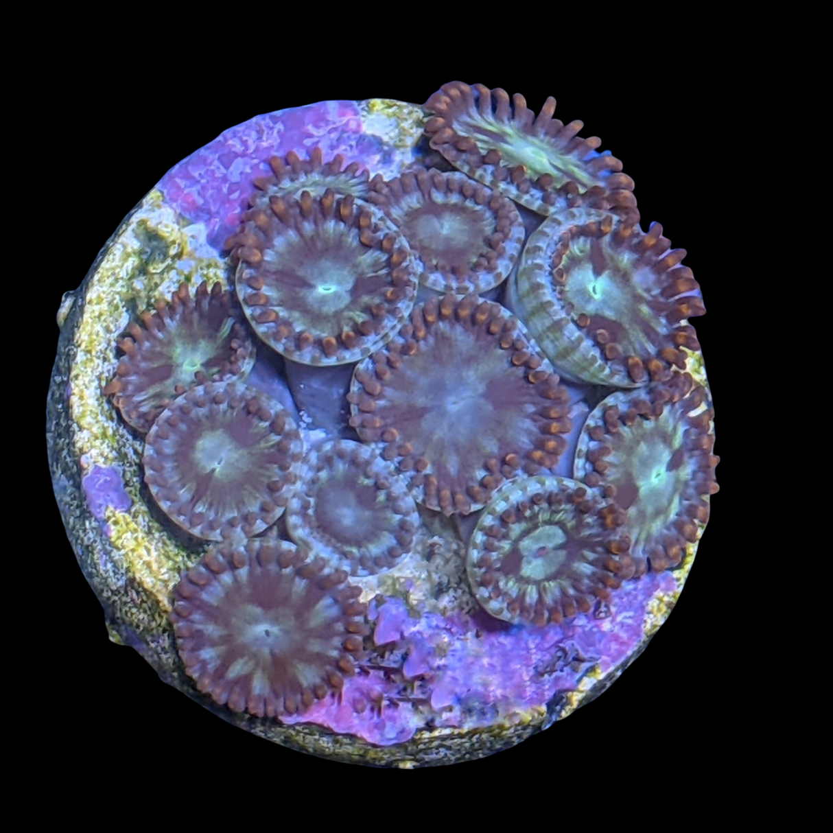 Pin Wheel Zoa Frag