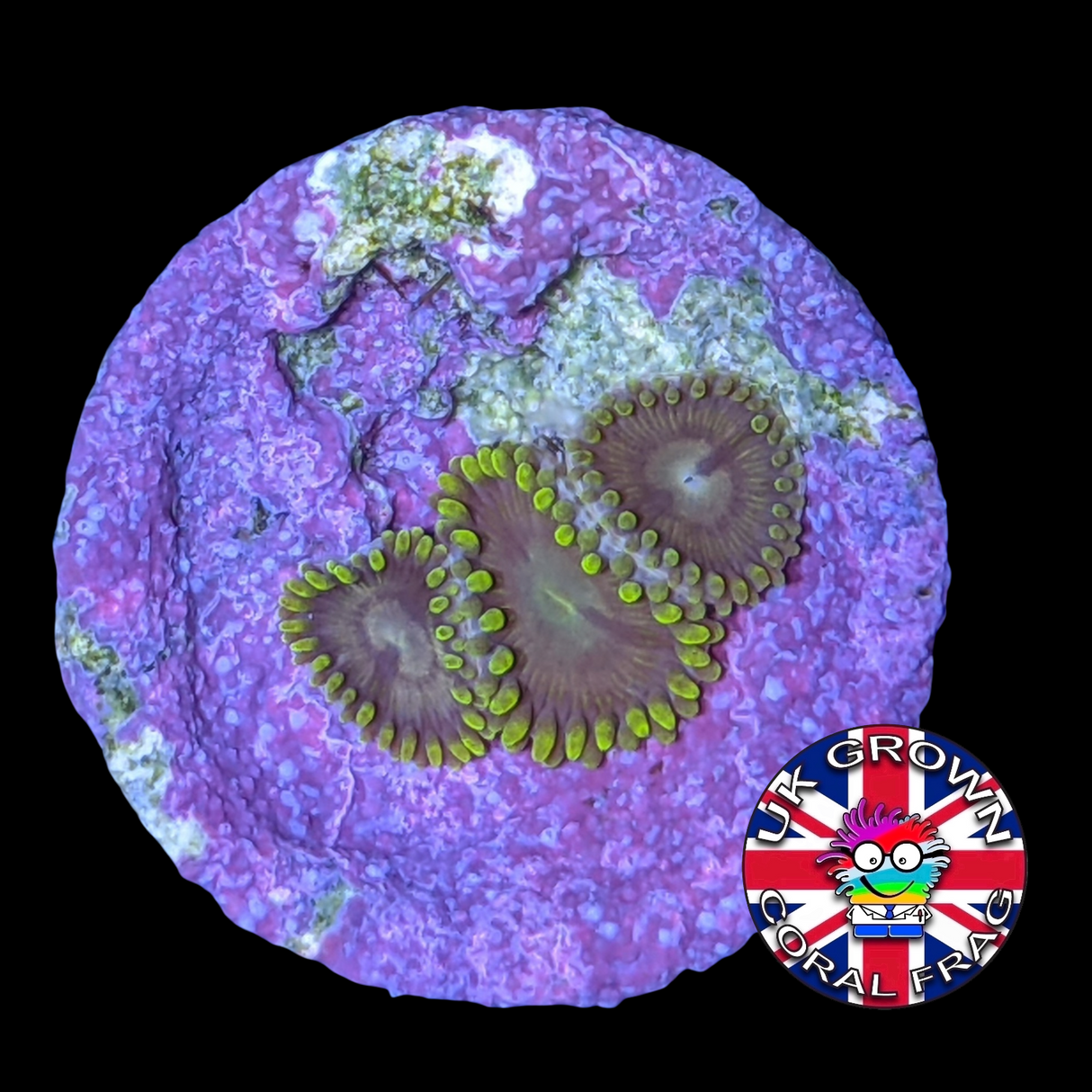 John Deere Zoa Frag (UK Grown)