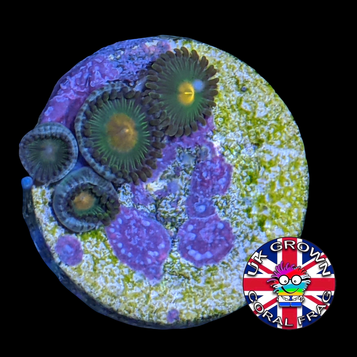 John Deere Zoa Frag (UK Grown)